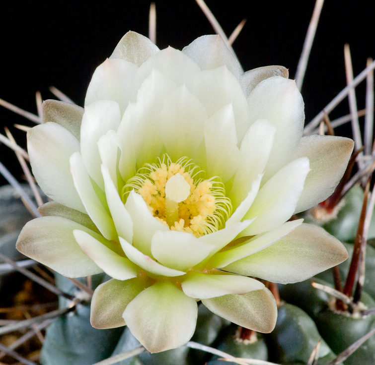 Gymnocalycium radekii